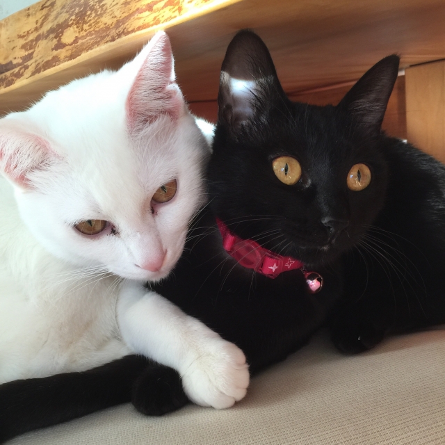 ラブリラン ドラマで見た白猫黒猫のマグカップ 猫素材 遊びのサイト ぽわぽわ猫のつぼ