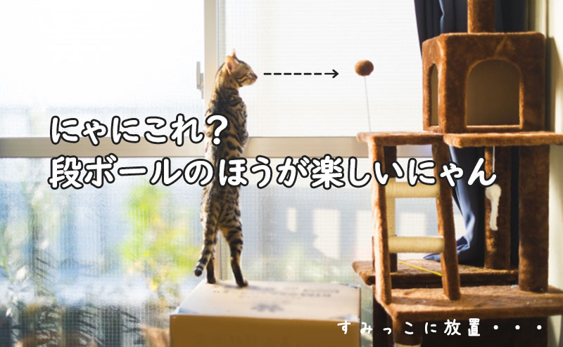 キャットタワーで遊んでくれない猫